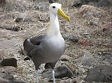 Galapagos 3-1-14 Espanola Punta Suarez Waved Albatross The highlight of Espanola is the colony of waved albatrosses, magnificent birds of enormous wing span, which breed exclusively on Espanola. It has brown upper parts and wings with gray, waved bars (hence its name), a white neck, a cream-colored nape, and a handsome yellow beak. Some 12,000 monogamous pairs nest on Espanola each year. With a wingspan of over 2m and a weight of 3-4kg, the waved albatross is the largest Galapagos bird. On land they walk with a waddle and appear to be very clumsy, but in the air, they are among the most graceful of sea birds. They are found on only one island, Espanola.